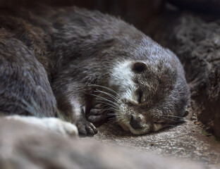 Sleeping otter (Eurasian otter, Lutra lutra) on the stone surface