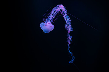 Pink and purple neon jellyfish on the black and dark blue background. © Tereza