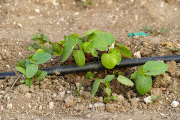 okra plant in the garden, new okra sprouts, irrigation of plants with drip system,