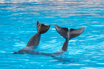 Dolphin's tails in the aquarium, Spain. Two common bottlenose dolphins.