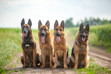 German Shepherd sunny day in spring