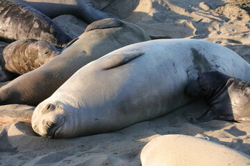 elephant seal nursing