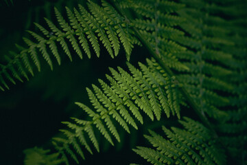 Macro photo of ferns taken near the famous Ještěd building.