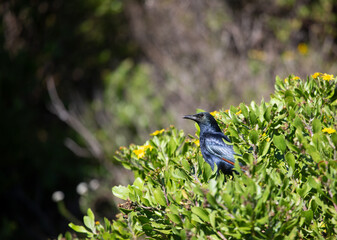 Black bird from south Africa 