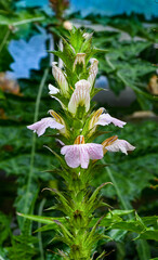 Blossom  and green leaves of acanthus montanus (Familia: Acanthaceae).. - obrazy, fototapety, plakaty