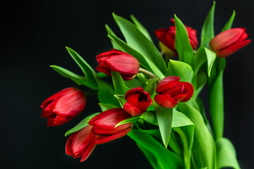 Fototapeta premium Beautiful bouquet of fresh red tulips isolated on black background