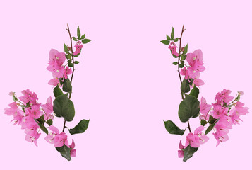 Beautiful Bougainvillea flower isolate on pink background