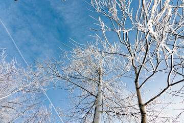 Winterbäume