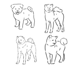 Akita dog face - isolated vector illustration akita inu dog vector