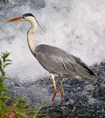GRAY HERON STANDING IN THE WATER
