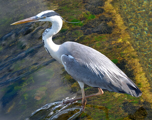 GRAY HERON STANDING IN THE WATER