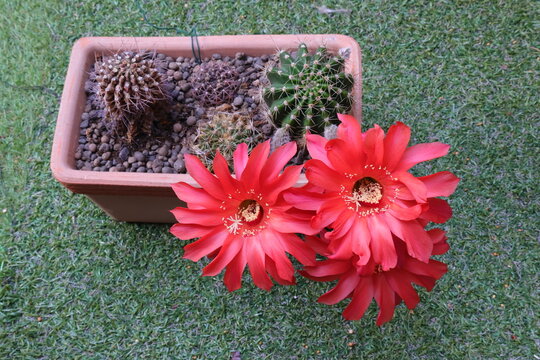 fiori rossi di pianta grassa, red flowers of fat plant