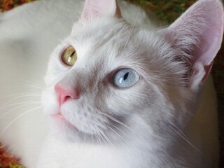 Portrait of a white cat with blue and yellow eyes