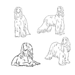 Afghan Hound. Black and white graphic drawing of a dog.