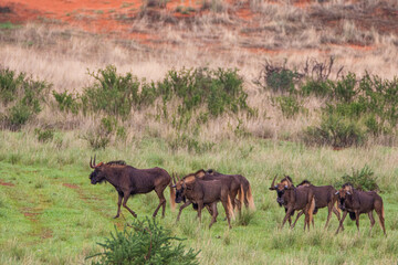 Herd of Black wildebeest, Connochaetes gnou, in Kalahari desert in Namibia