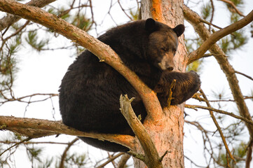 Obraz premium Black bear (Ursus americanus) in a red pine tree