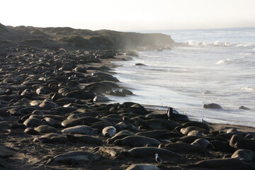 elephant seals rocks on the beach