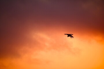 bird silhouette flying during orange sunset