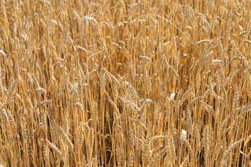 A farmer's field. Wheat.