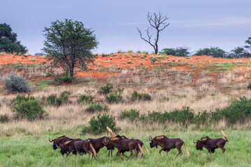 Fototapeta na wymiar Herd of Black wildebeest, Connochaetes gnou, in Kalahari desert in Namibia