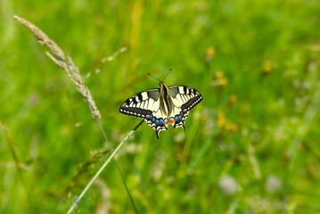 Old World Swallowtail or common yellow swallowtail (Papilio machaon) sitting on violet flower in Zurich, Switzerland