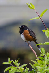 Spotted towhee perched on a branch