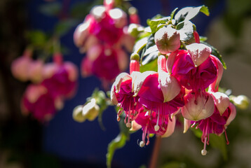 Macro photography of the flower called earrings of the queen or fuchsia.