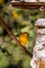 Yellow Bird!