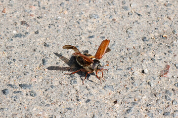 May beetle spread its wings on asphalt