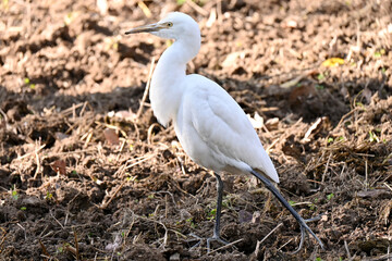 closeup the white heron stand and watching feed soft focus natural green brown background.