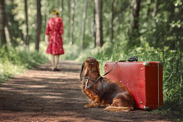 .the hostess left her pet alone in the park, the dog is faithfully waiting for its owner, World...