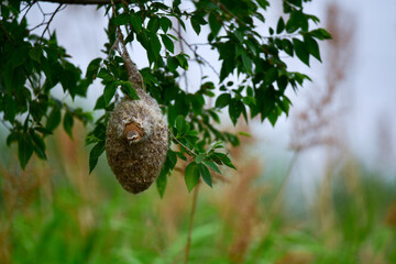 Obraz premium Chinese panquay is a bird architect
