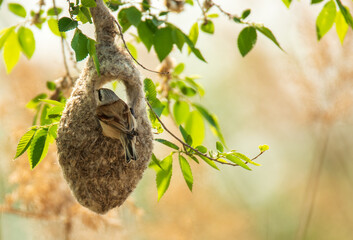 Chinese panquay is a bird architect