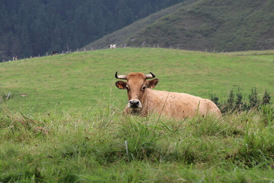 Vaca echada en un prado de Picos de Europa, Asturias, Espa&ntilde;a