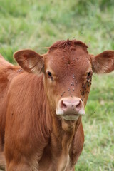 Cabeza de Ternero, Asturias, Espa&ntilde;a
