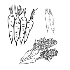 Carrot hand drawn vector illustration set. Isolated Vegetable engraved style object with sliced pieces. Detailed vegetarian food drawing. Farm market product. Great for menu, label, icon