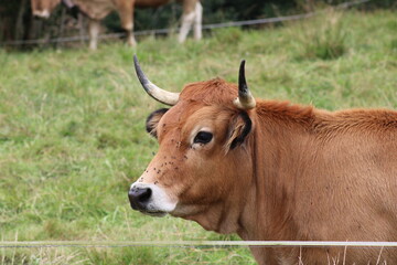 Vaca en un parado de Asturias