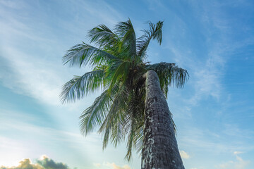 Haut cocotier vue d’en bas île de Mo’orea 