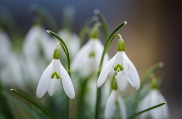 Leucojum vernum flower in spring