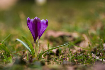 Obraz premium Spring crocus flower in the garden