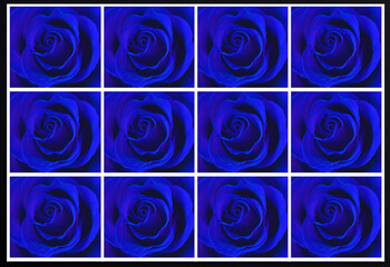 Blue rose flowers collage. Close-up. Summer background.