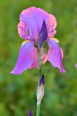 Growing violet iris flower on green background