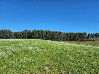 Obraz premium campo fazenda verde, lavoura, pecuária