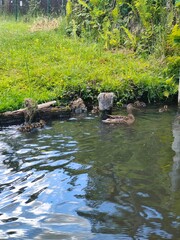 Ente mit Kücken beim Schwimmen