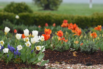 white and red tulips