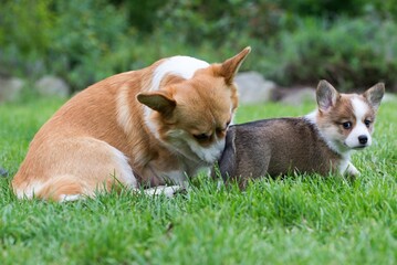 welsh corgi