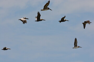 On the wing