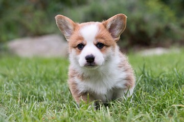welsh corgi