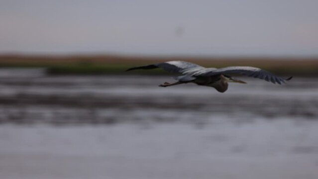 Great Blue Heron in flight over the marshes of coastal Delaware.  