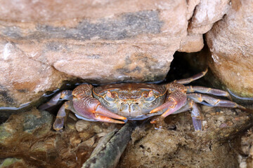 Crab in the wildlife, claws, legs and eyes